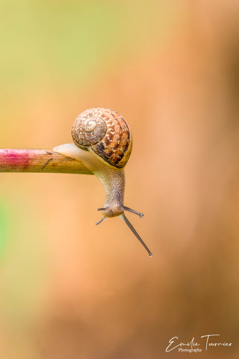 Escargot petit gris dans mon jardin (France)